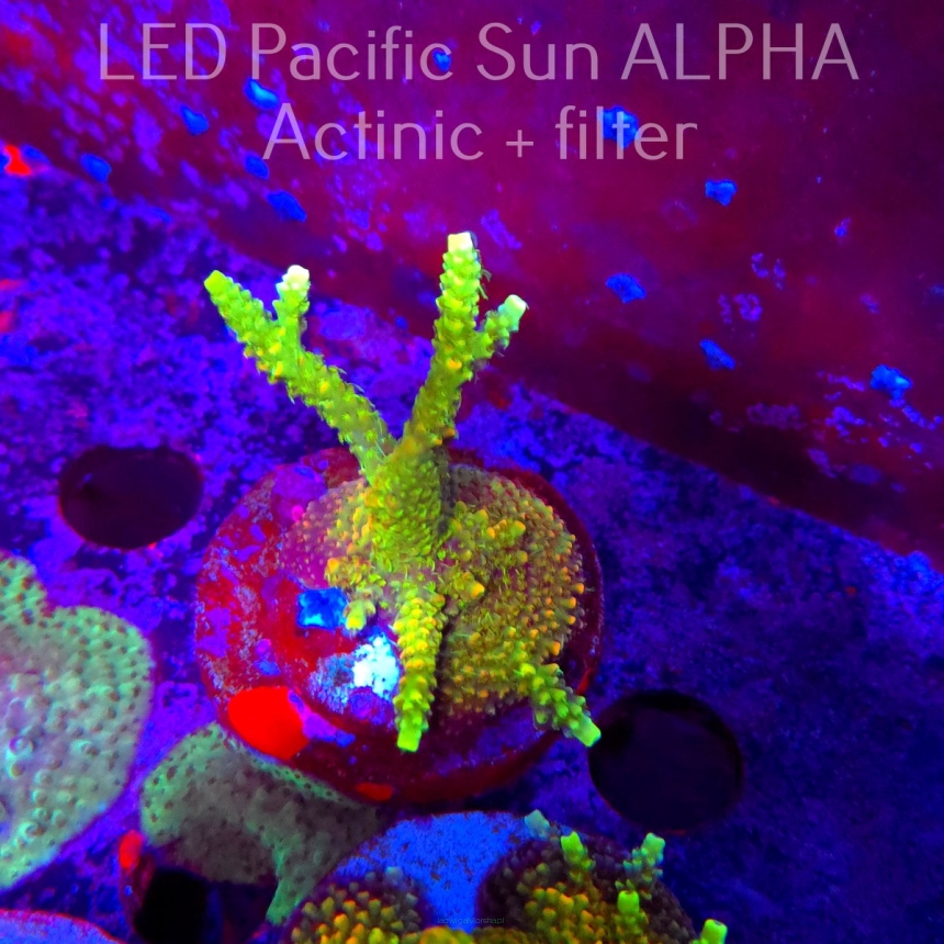 Acropora MILLEPORA SUNSET  (02.02.2025) L3-III-32  7cm