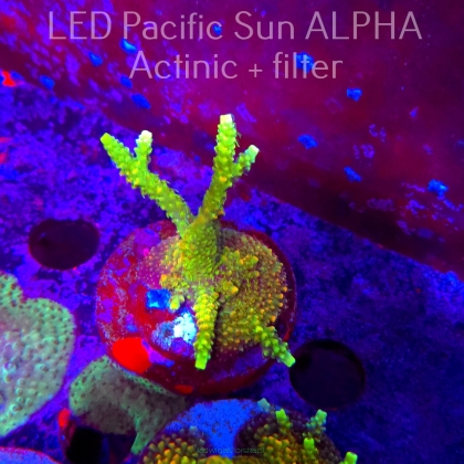 Acropora MILLEPORA SUNSET  (02.02.2025) L3-III-32  7cm