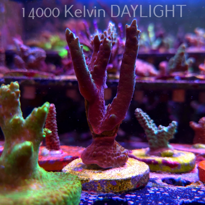 Acropora sp AUSTRALIA (24.05.2025) L2-I-5  10cm