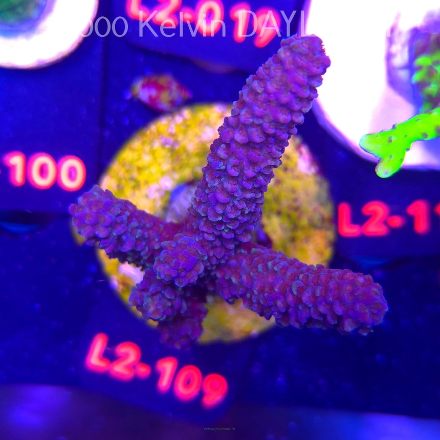 Acropora sp AUSTRALIA (12.11.2025) L2-109  7cm