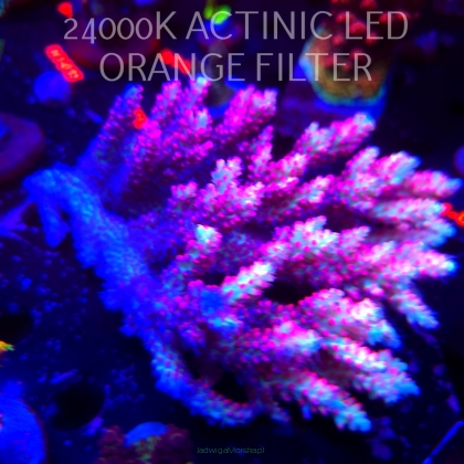 Acropora microclados STRAWBERRY SHORTCAKE (06.03.2026)  15cm