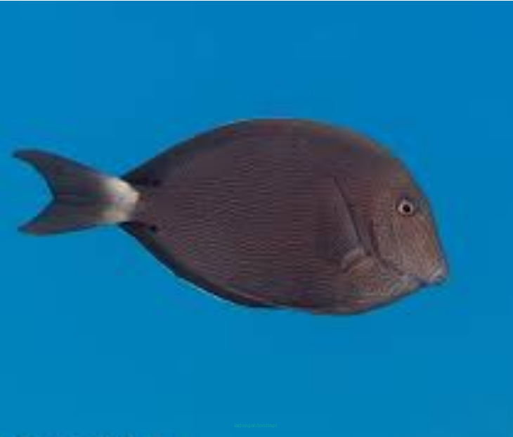 Acanthurus nigroris 7-8 cm