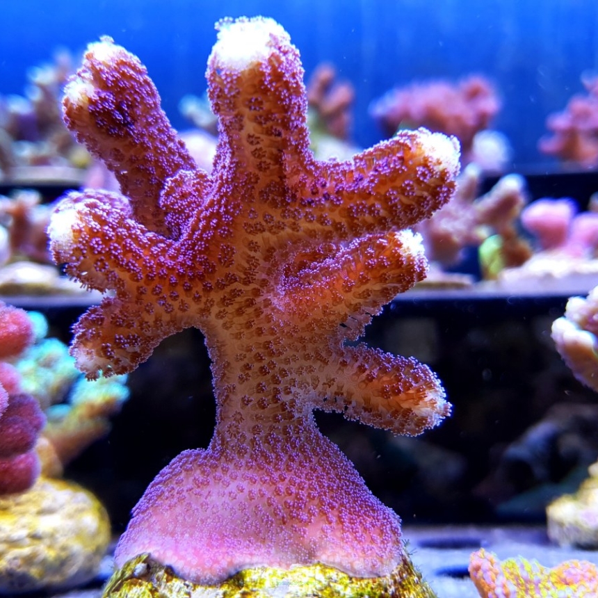 Stylophora pistillata milka 