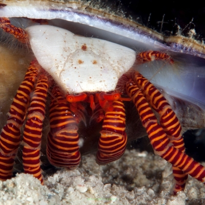Trizopagurus (ciliopagurus) strigatus (hermit crab red stripe)