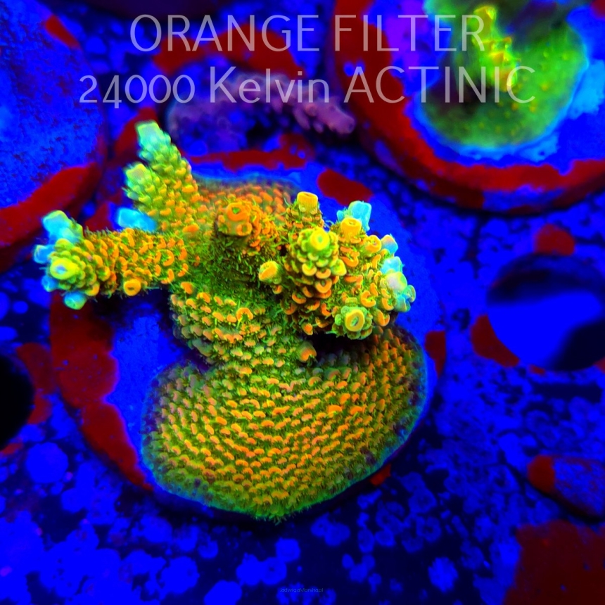 Acropora MILLEPORA SUNSET  (24.05.2025) L2-III-31  5cm