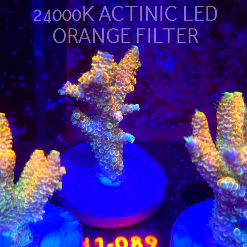 Acropora MILLEPORA ELECTRIC ORANGE JAWDROPPER (02.11.2025) H1-089  7cm