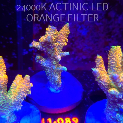 Acropora MILLEPORA ELECTRIC ORANGE JAWDROPPER (02.11.2025) H1-089  7cm