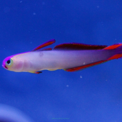 Nemateleotris decora 5-6 cm