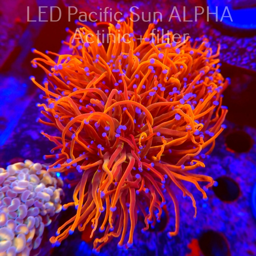 Euphyllia glabrescens Aussie GOLD 24K TORCH (16.07.2024)