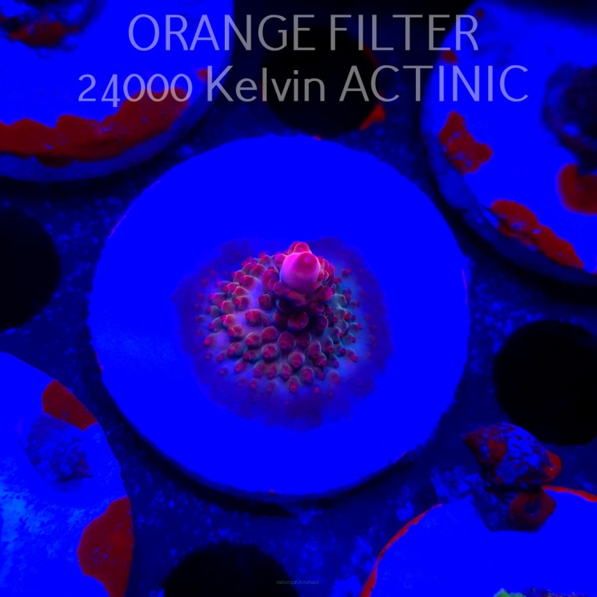Acropora RED PLANET (19.06.2025) L3-I-31  2cm