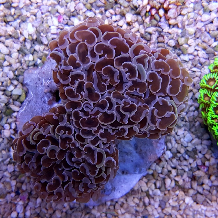 Euphyllia ancora ORANGE with yellow tips