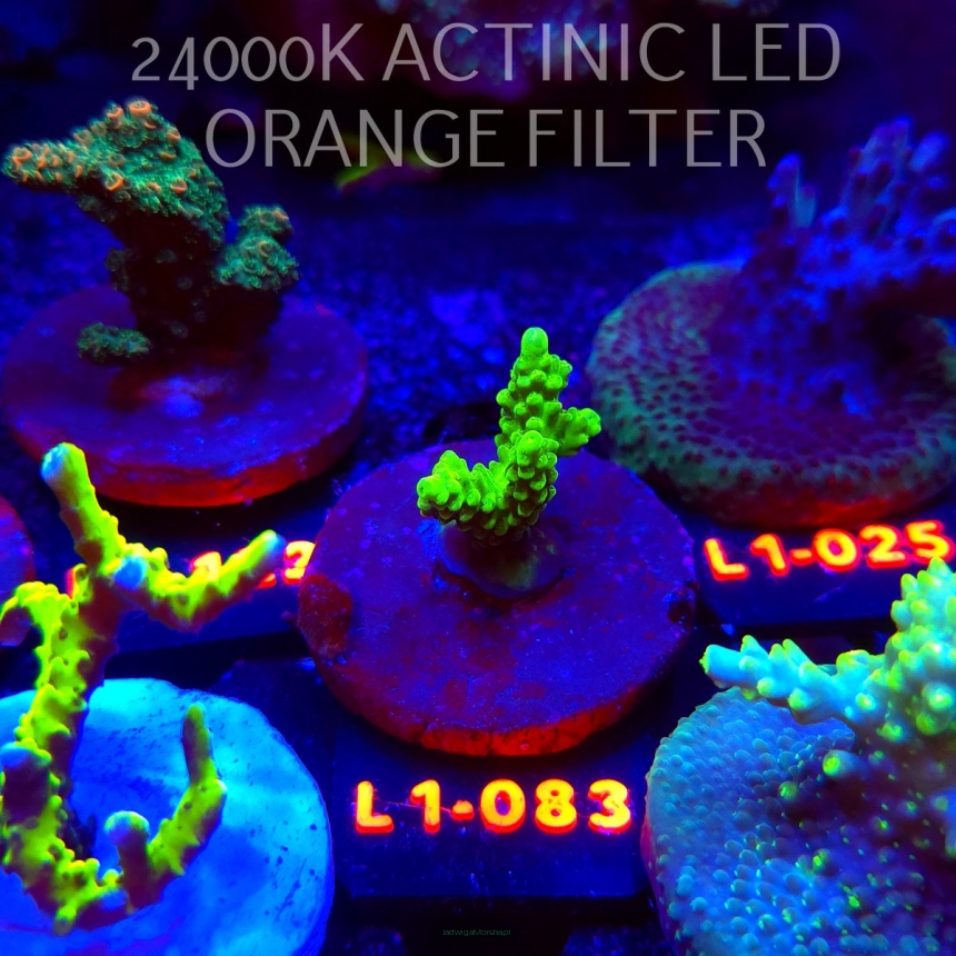 Acropora TOXIC TABLE GREEN (11.10.2025) L1-083  3cm