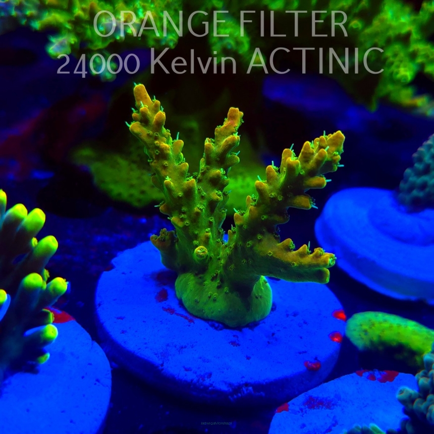 Acropora GOLD FEVER (20.03.2025) L1-II-28  5cm
