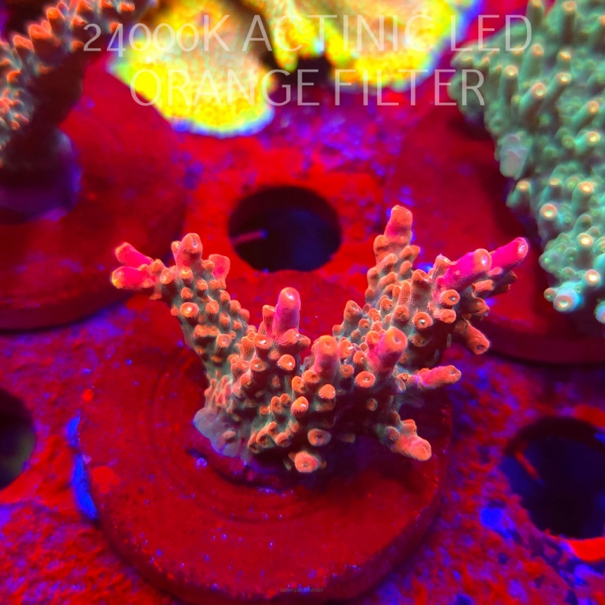 Acropora JMC SPECIAL RED (06.11.2025) MM1-II-15  5cm