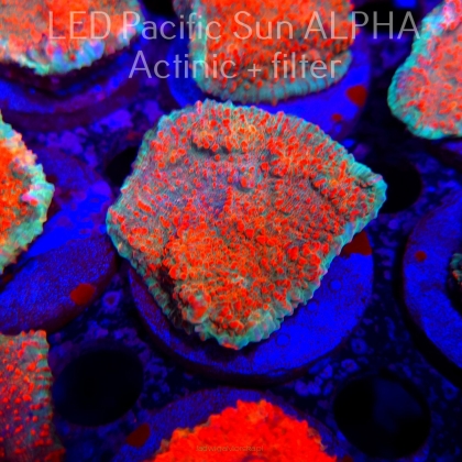 Echinophyllia Lava Rush Chalice (22.01.2025)  6cm