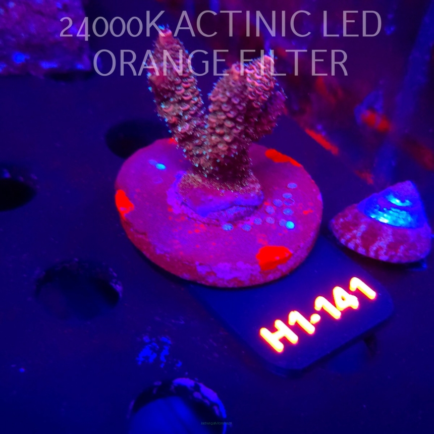 Acropora MILLEPORA JF SOLAR FLAME (01.02.2026) H1-141  5cm