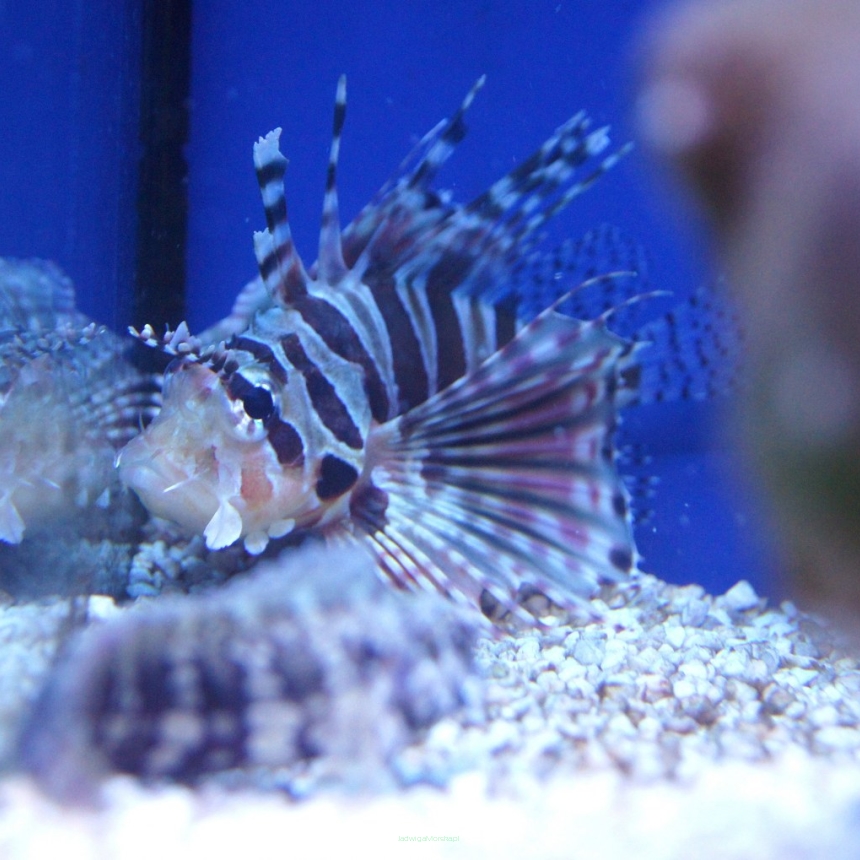Dendrochirus zebra (Skrzydlica mała) rozmiar 7-8cm