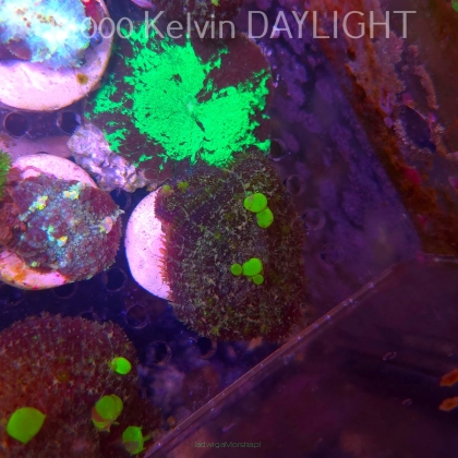 Rhodactis URANIUM Bounce Mushroom (05.03.2025)  4cm