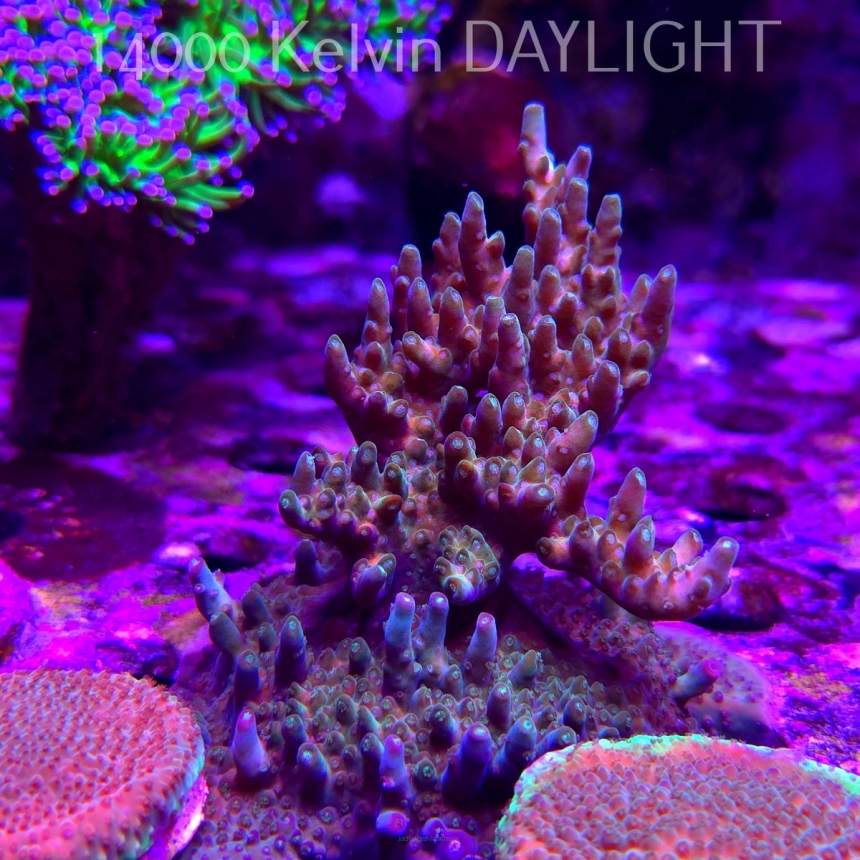 Acropora valida AUSTRALIA (11.08.2025) MM6-III-8  10cm