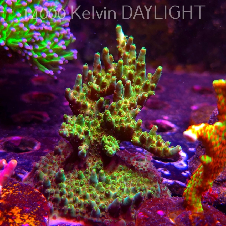 Acropora sp. AUSTRALIA (06.04.2025) MM6-III-8  9cm