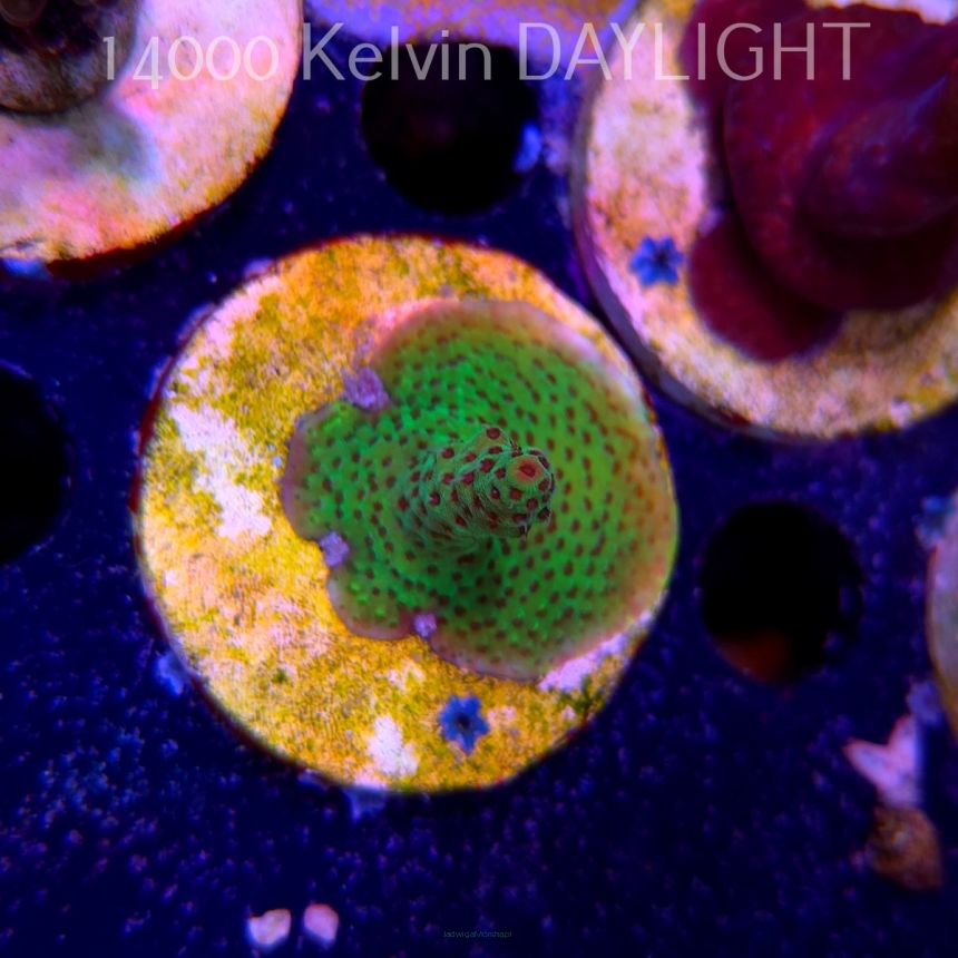 Acropora FOREST FIRE (19.06.2025) L3-I-37  3cm