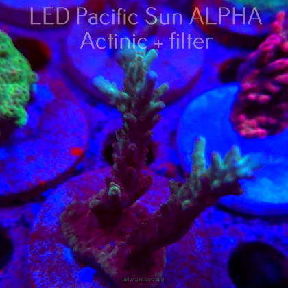 Acropora sp. AUSTRALIA (02.02.2025) L3-II-14  8cm