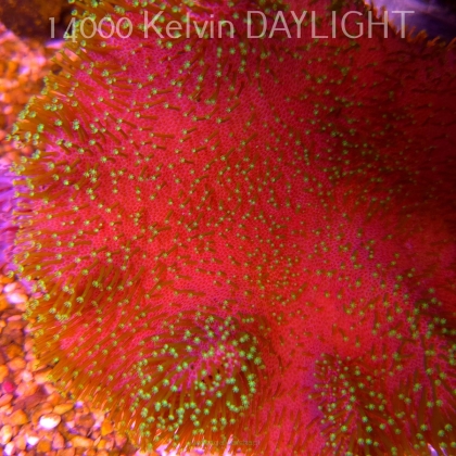 Sarcophyton PINK XXL (18.05.2025)