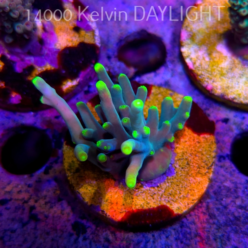 Acropora suharsonoi (24.05.2025) L2-III-7  5cm UNIQUE