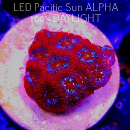 Acanthastrea lordhowensis RED + BLUE RINGS (22.03.2024)  4cm