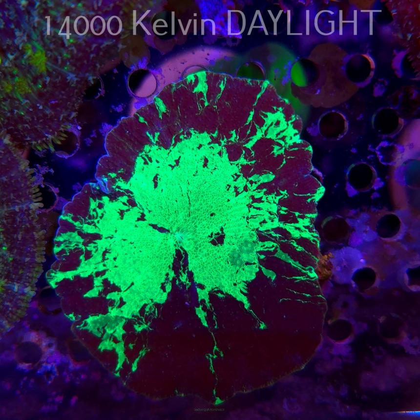  Discosoma ELECTUS JAWBREAKER (02.06.2025)  5cm