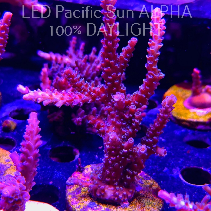 Acropora sp. AUSTRALIA (03.09.2024) L3-II-7  12cm