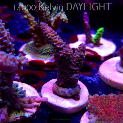 Acropora sp. AUSTRALIA (19.06.2025) L3-II-7  6cm