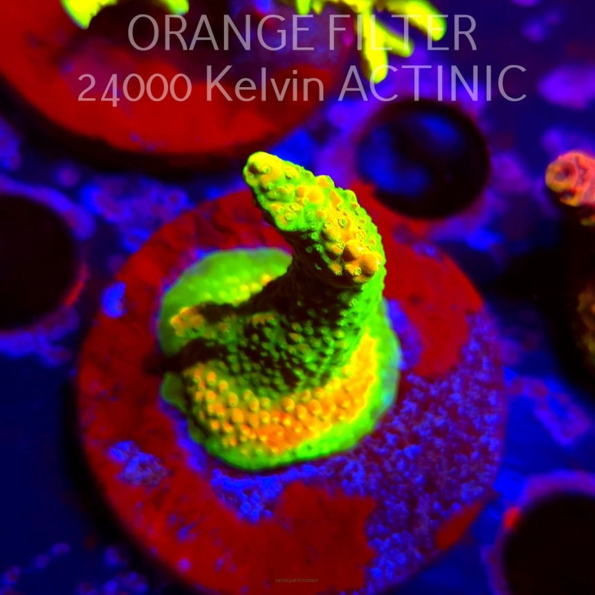 Acropora GOLD FEVER (08.04.2025) MM6-I-5  5cm