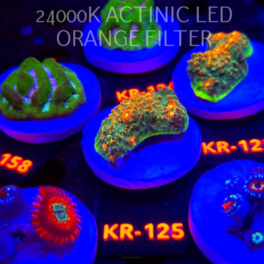 Echinophyllia FOREST FIRE (17.01.2026) KR-125  5cm