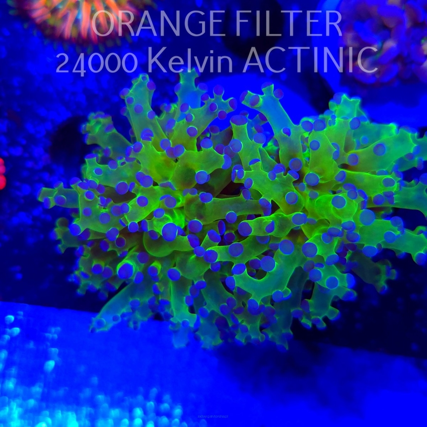   Euphyllia paradivisa ULTRA FLUO GREEN (20.06.2025)