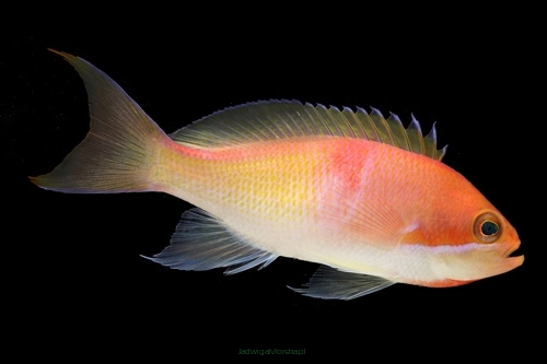 Pseudanthias kashiwae rozmiar 7-8 cm