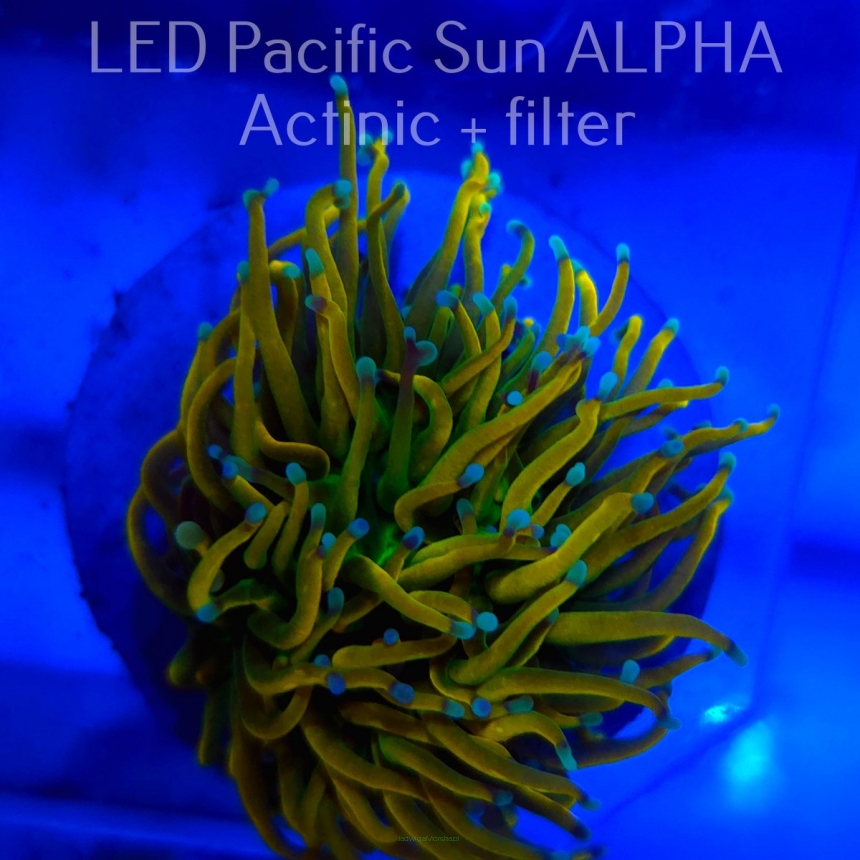  Euphyllia glabrescens ORIGINAL AUSSIE BANANA TORCH (10.08.2024)