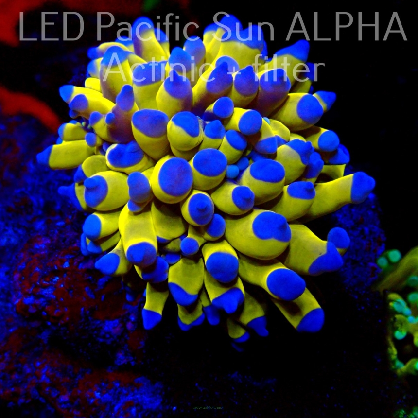 Euphyllia glabrescens GOLD 24K JMC AUSTRALIA (08.06.2022)  1H
