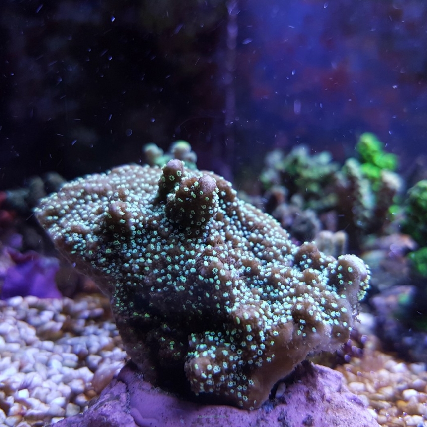 Montipora spp (magenta)