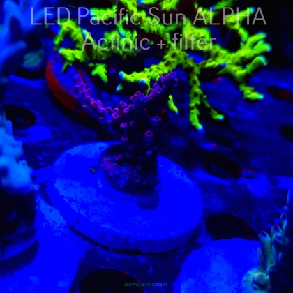 Acropora lokani RED (03.09.2024) L3-II-28  5cm