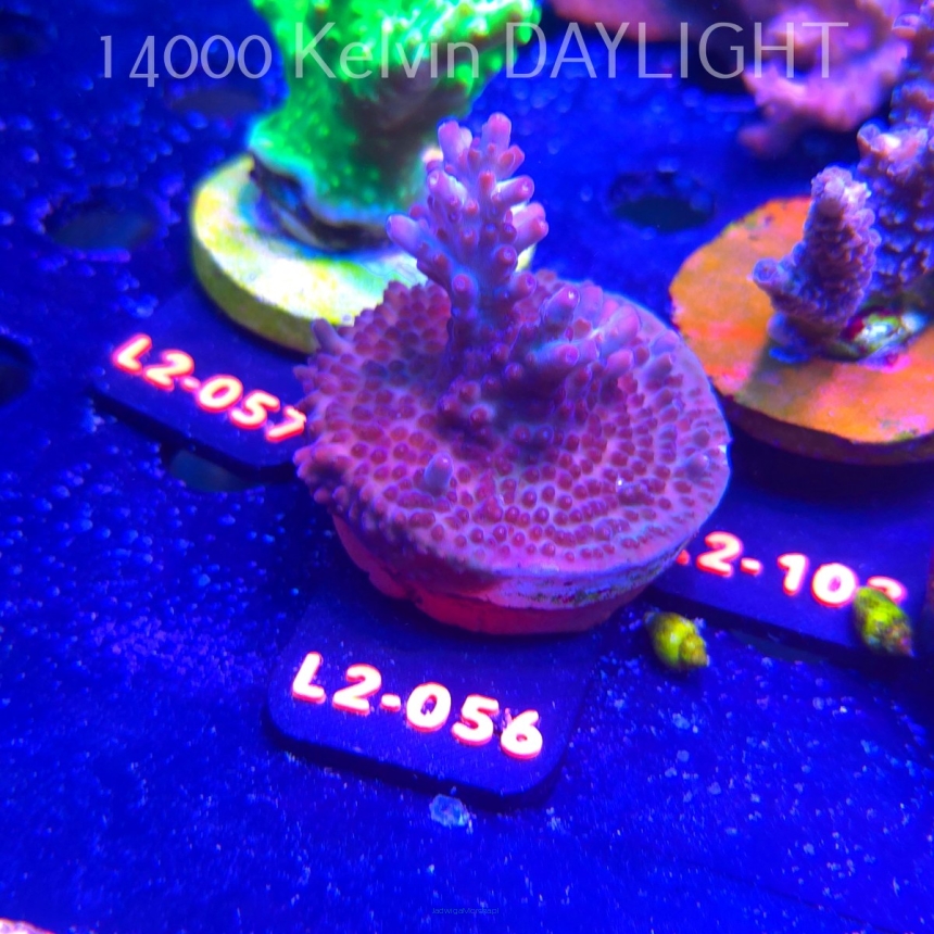 Acropora JMC PINK DREAM (14.11.2025) L2-056  5cm