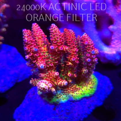 Acropora HYACINTHUS CORALSEA (07.02.2026)  8cm