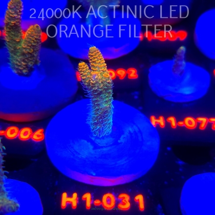 Acropora MILLEPORA ELECTRIC ORANGE JAWDROPPER (02.11.2025) H1-031  5cm