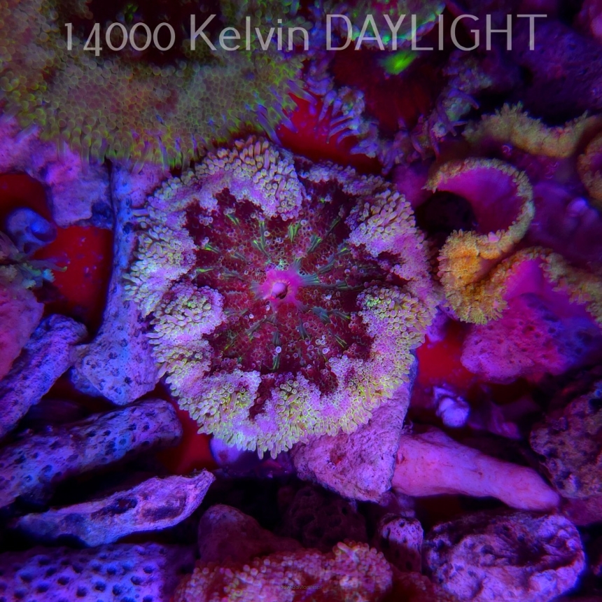 Stichodactyla TAPETUM Mini-Maxi Carpet Anemone RED (01.06.2025)  4cm