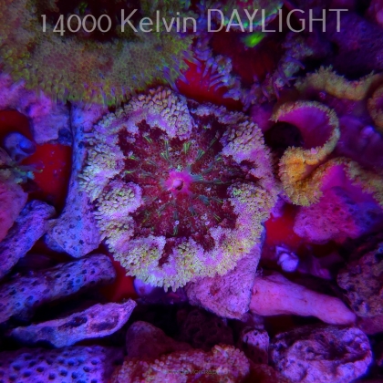 Stichodactyla TAPETUM Mini-Maxi Carpet Anemone RED (01.06.2025)  4cm