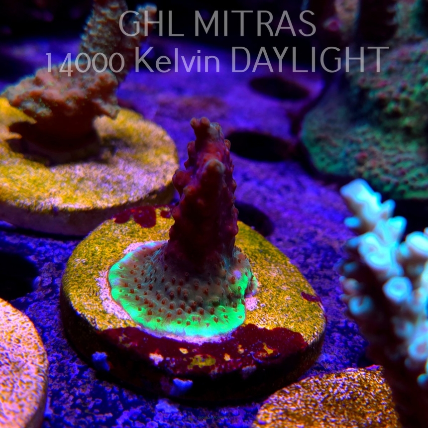 Acropora sp. AUSTRALIA  (20.02.2025) L4-II-4  4cm