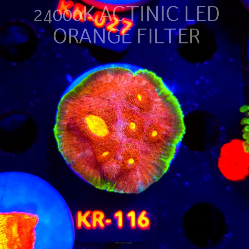 Echinophyllia GAMALAMA (03.01.2026) KR-116  5cm