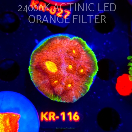 Echinophyllia GAMALAMA (03.01.2026) KR-116  5cm