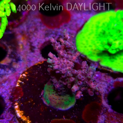 Acropora sp. AUSTRALIA (09.05.2025) MM1-III-9  4cm