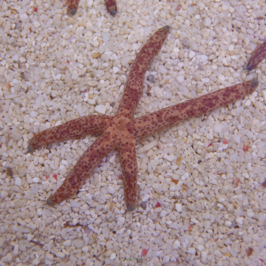 Linckia multiflora (Multicolor Starfish)